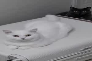 网红Hunny被前男友出卖床片曝光  背景图片