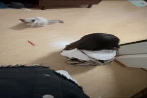 邻家小妹喂完我家小猫咪然后我再喂她  背景图片