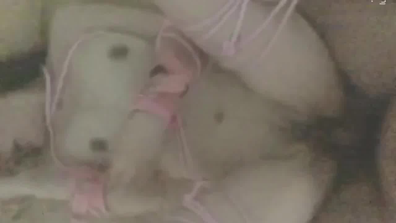  约操高三D乳可爱学妹宾馆做爱穿学生制服啪啪猛操呻吟 的剧照10