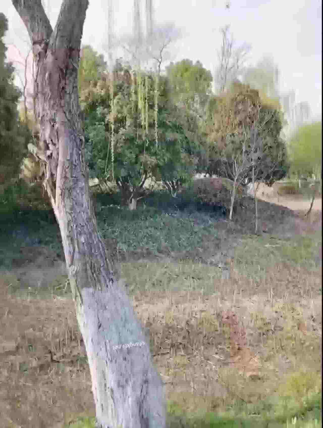  天气不错，牵着母狗公园溜溜！虽然不断有人经过。之后带到酒店炮机虐阴半小时，连续喷潮半分钟 的剧照7